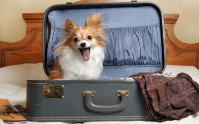 собака у валізі