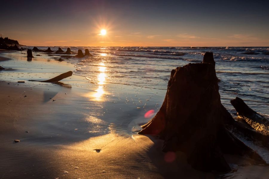 Затоплений ліс